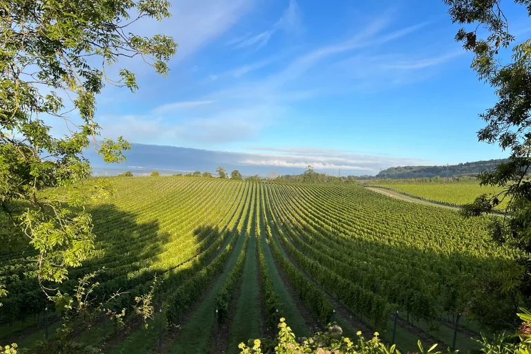 chapel down vineyards 01.jpg 768x512