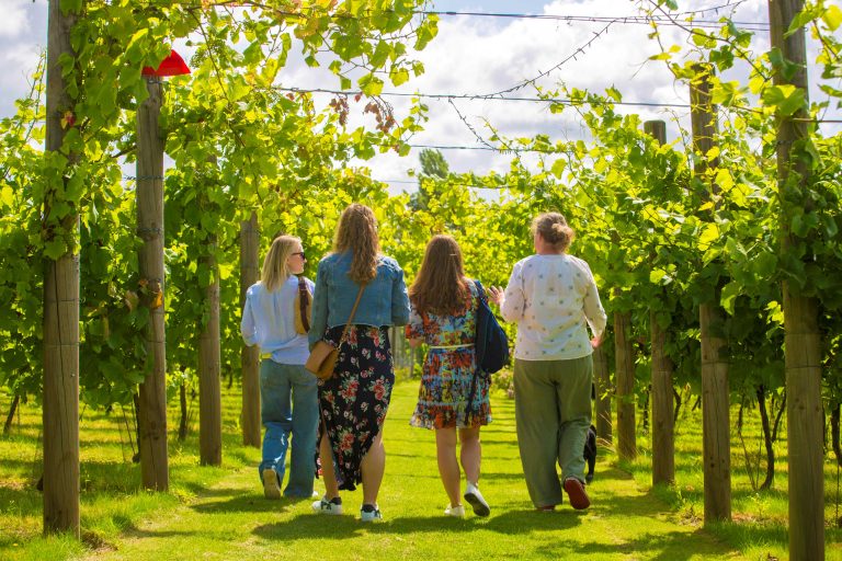 Vineyard Resized 768x512